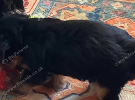 Beautiful 2 boys Yorkshire terrier
