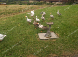 Emden Geese for sale