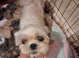 Beautiful shih tzu puppies