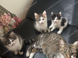 Kittens