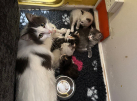 Ragdoll and cherubim pedigree kittens available