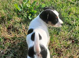 Jack Russell  puppies