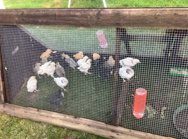 Legbar, Light Sussex, Buff Orpington, BCM chicks