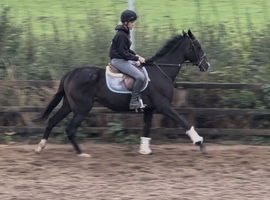 Tall, dark and handsome meet &lsquo;Gavin&rsquo;