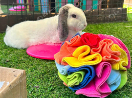 Plush mini lop