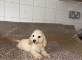 Cockerpoo