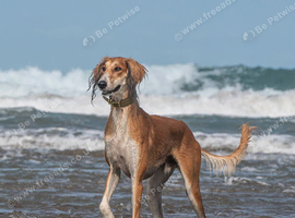 Male saluki