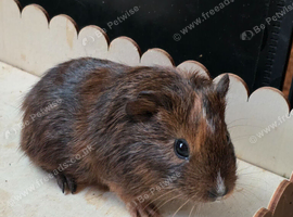 Brown boy and white/ brown guinea pig