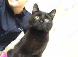 Beautiful Male Kitten