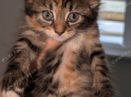 Maine coon cross kittens