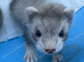 Ferret kits