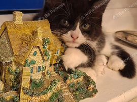 LAST KITTEN LEFT! Fluffy Black & White Female &ndash; Super Playful & Affectionate