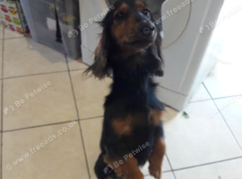 Miniature long haired dashound