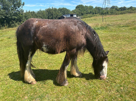Traditional Ride & Drive Cob Gelding