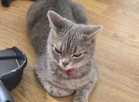 Mom needs rehoming please