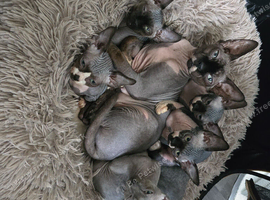 Ready Sphynx Kittens Looking for Their Forever