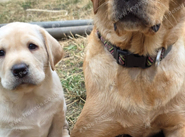 Milromali labradors bred for health and temperament