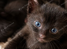 Black Tabby Kittens