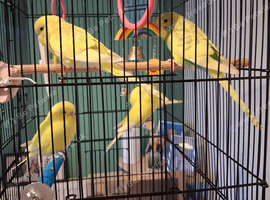 Budgies for sale