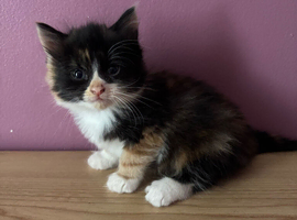 2 Kittens left