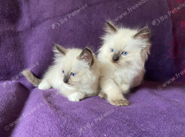Beautiful Ragdoll Kittens