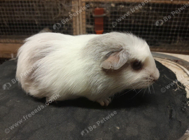 Baby guinea pigs availa&sup2;ble