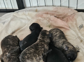 Staff x ridgeback pups
