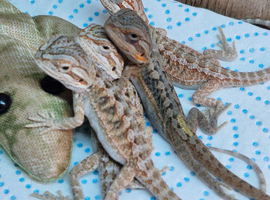 Baby hypo trans bearded dragons