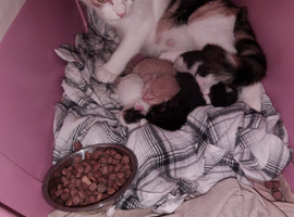 Beautiful kittens
