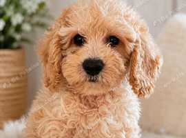 Last cavapoo boy puppy