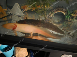 3 different adult axolotl for sale