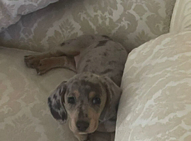 Dachshund female