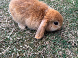 Rabbit mini lop