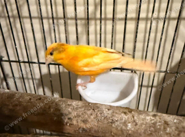 Canaries with cage