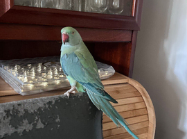 Blue and green Indian ring neck