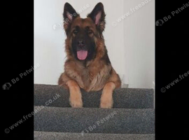 5 Year Old Female German Shepard