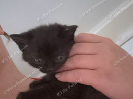 BSH X kittens