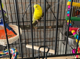 Paired budgies