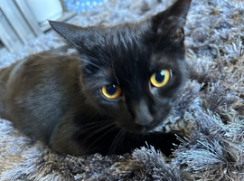 10 month old female black kitten