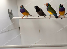 Single Chocolate Bengalese Finch (Male)
