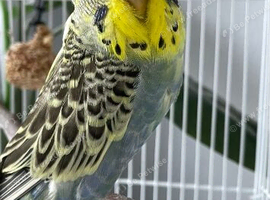 female exhibition budgie