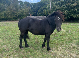 5 year old mare