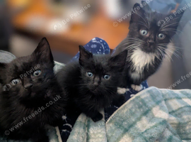 Fluffy kittens