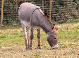 Loving, perfectly marked, 11.2hh, 3 yr old intact male donkey needs a new home