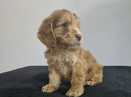 Ready now Cockapoo puppies