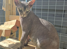 Tabby sphynx