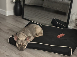 Beautiful 2 year old female French Bulldog for sale