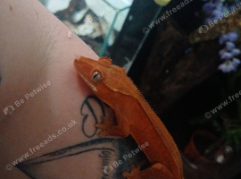 Orange crested gecko