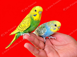 Super silly hand tamed baby budgies