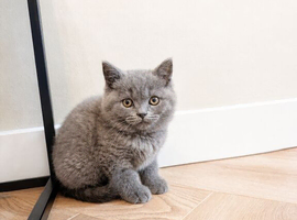 Health tested BSH kitten last boy